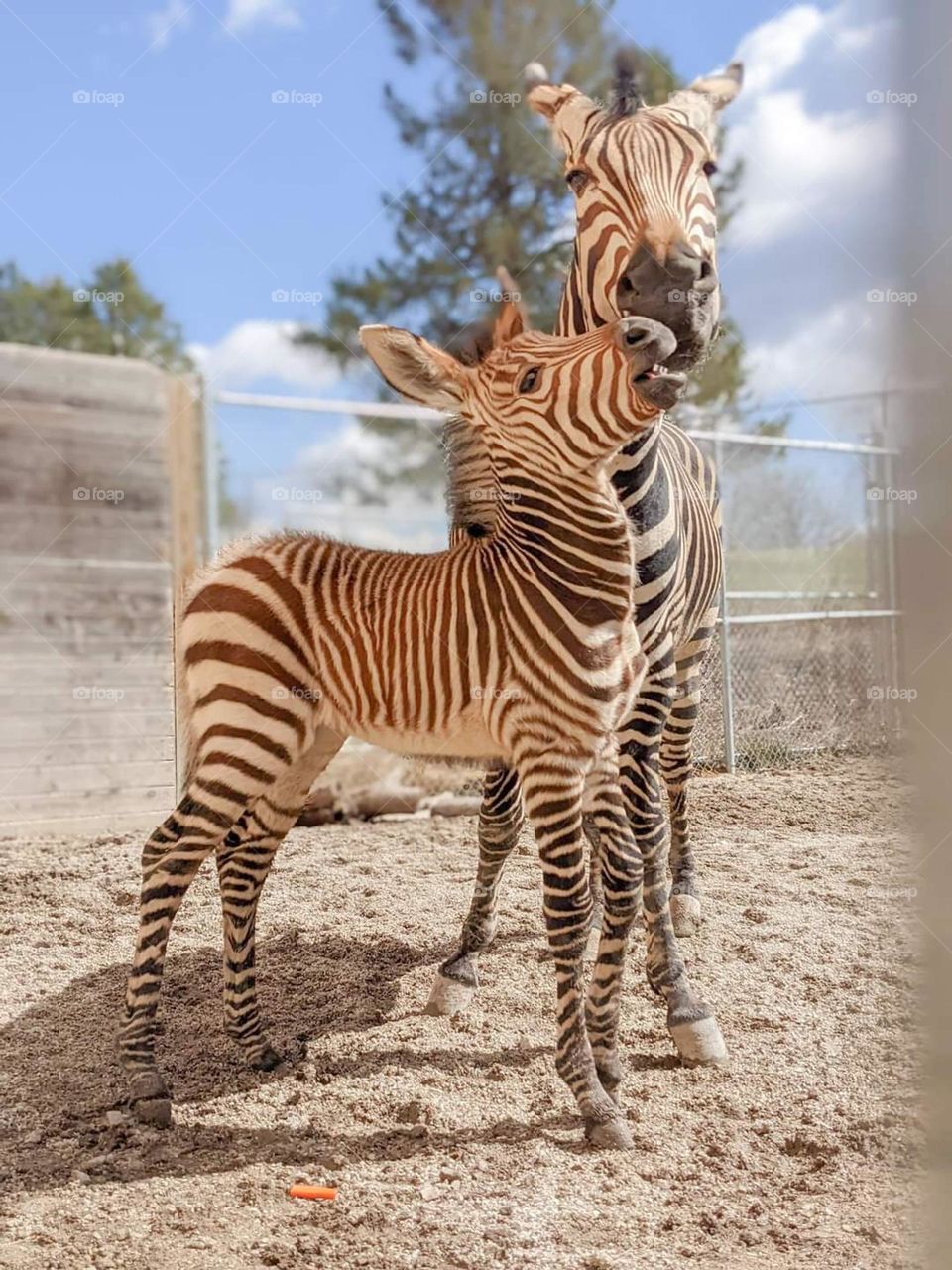 mom and baby zebra enjoying a summer day together