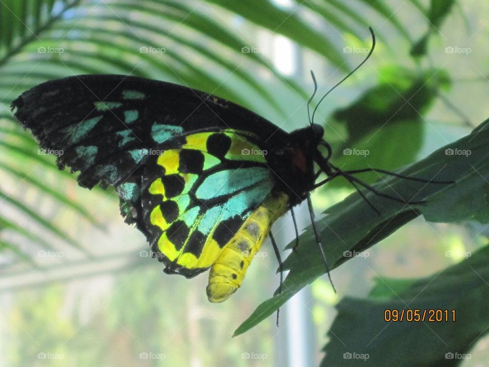 Butterfly