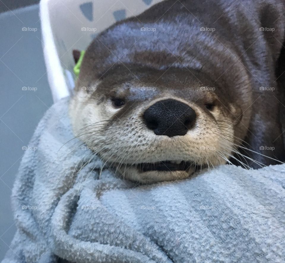 Sleepy River Otter