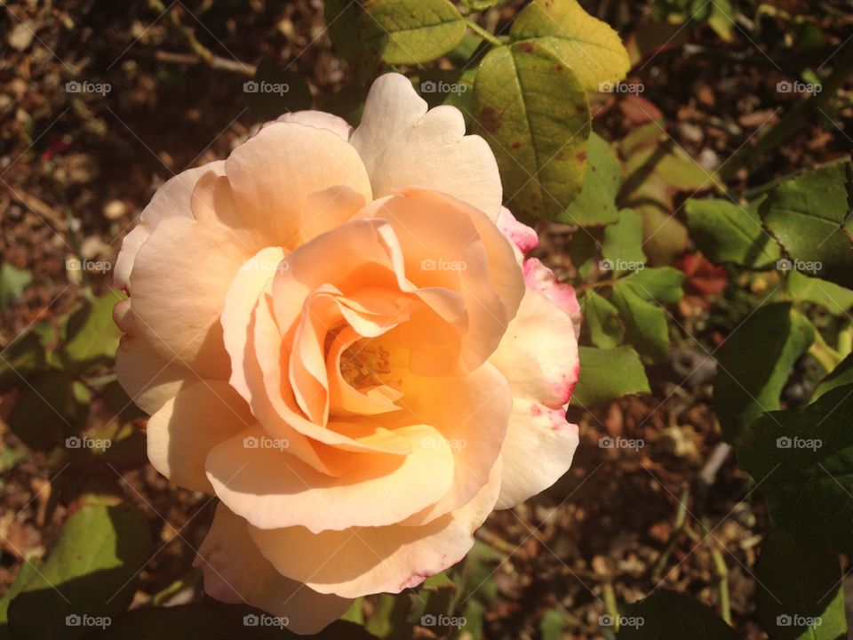 Juicy Gossip. Rose, cultivar "Apricot Nectar." Smells as delicious as it looks!