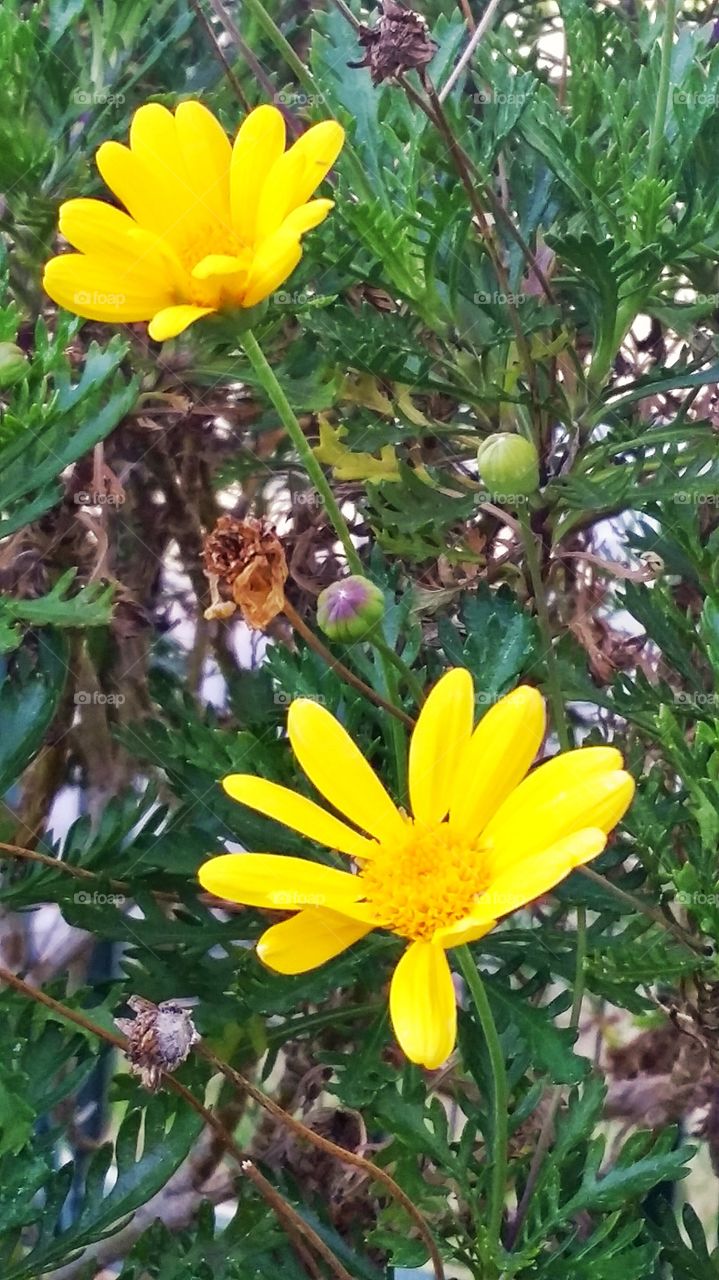 Color of Spring. Best color 