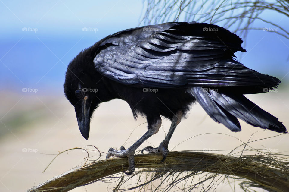 Black crow sitting on a branch. 