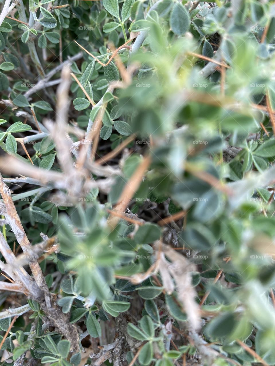 Taif mountains ⛰ rocks ,desert , amazing herbal 