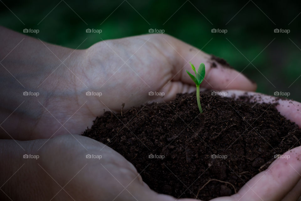 Hand holding sapling