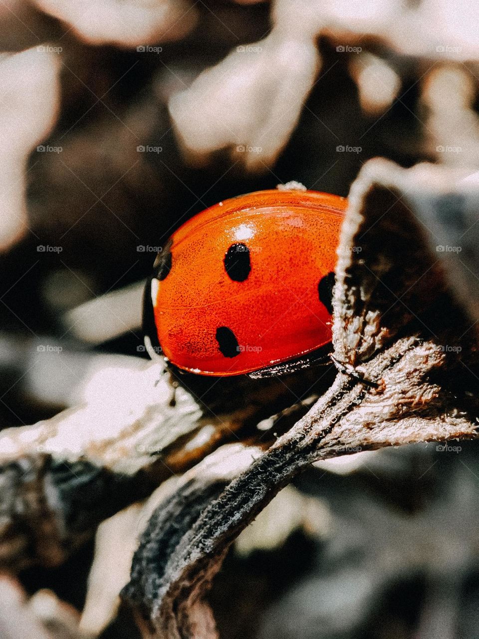Bright red colour ladybug macro. Insect close up on the brown leaf. Black dot ladybug. Beautiful nature close up, flora and fauna. Colorful nature, macro details