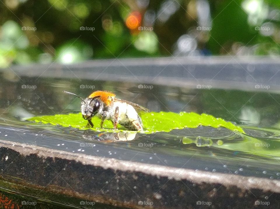 Biene bee wasser trknken blatt wasser Insekt