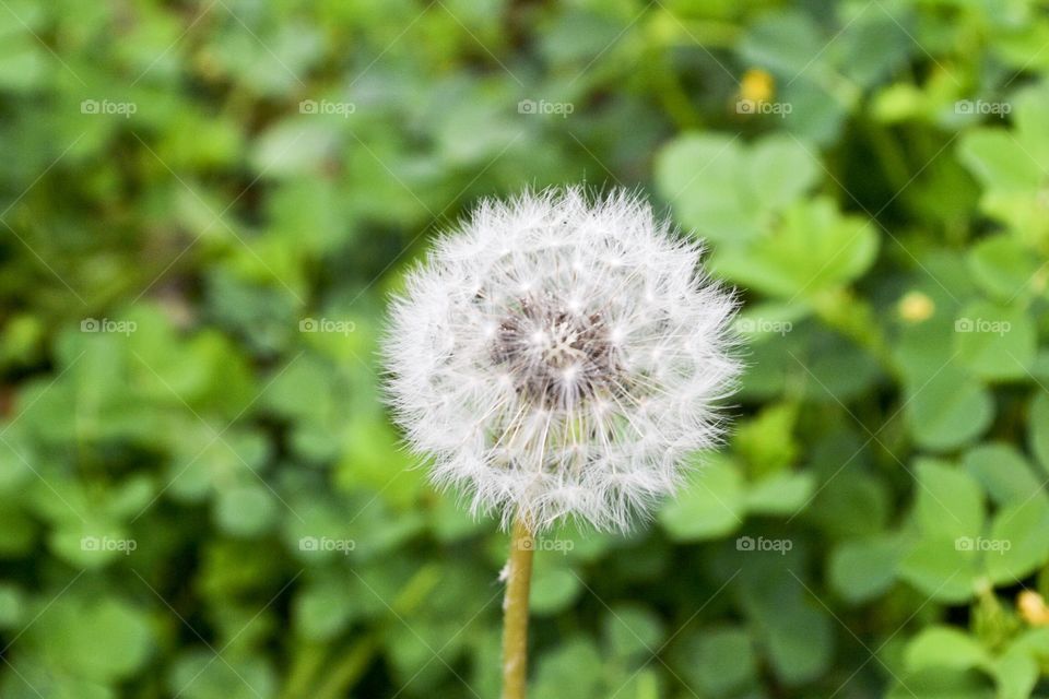 Single delicate fluffy dandelion closeup gone to seed against a blurred green grassy background macro shot 
