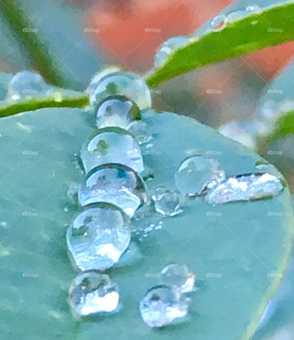 Orderly row of raindrops line up for their closeup; beautiful and delicate beads of clear water.