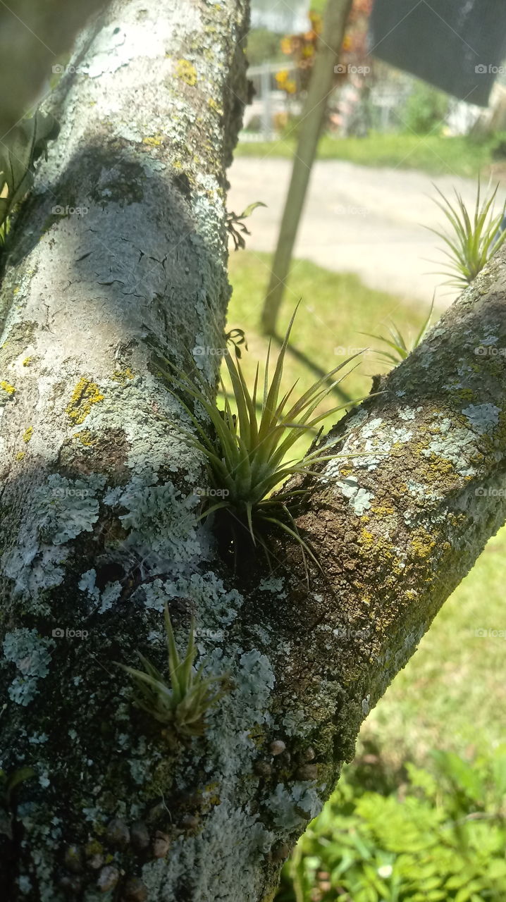 ÖKOLOGISCHEN BLUMEN BROMELIENBLÄTTER BROMELIEN