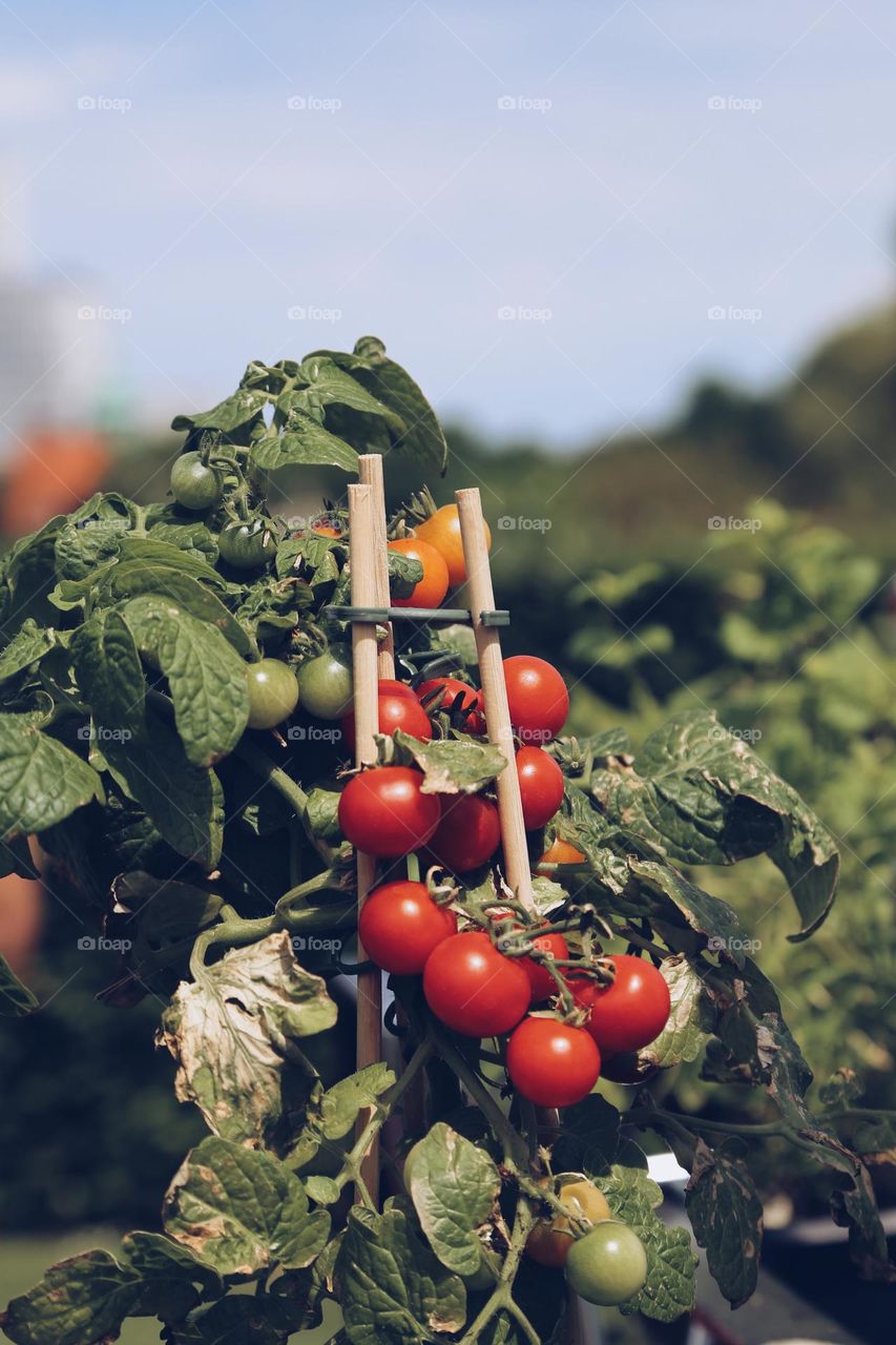 Tomatoes growing in the garden 