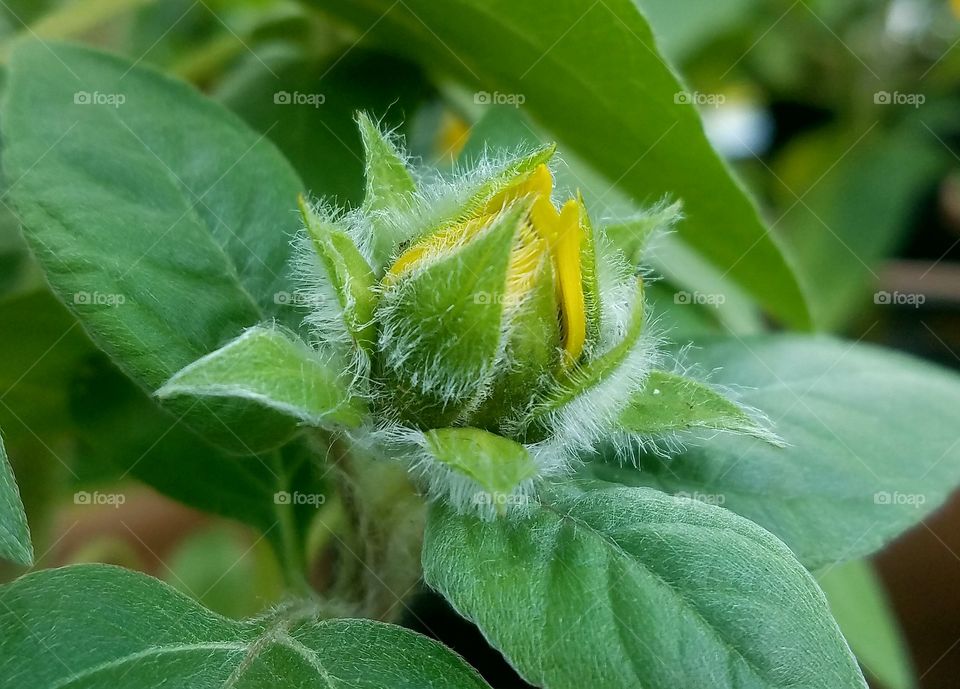 flower bud