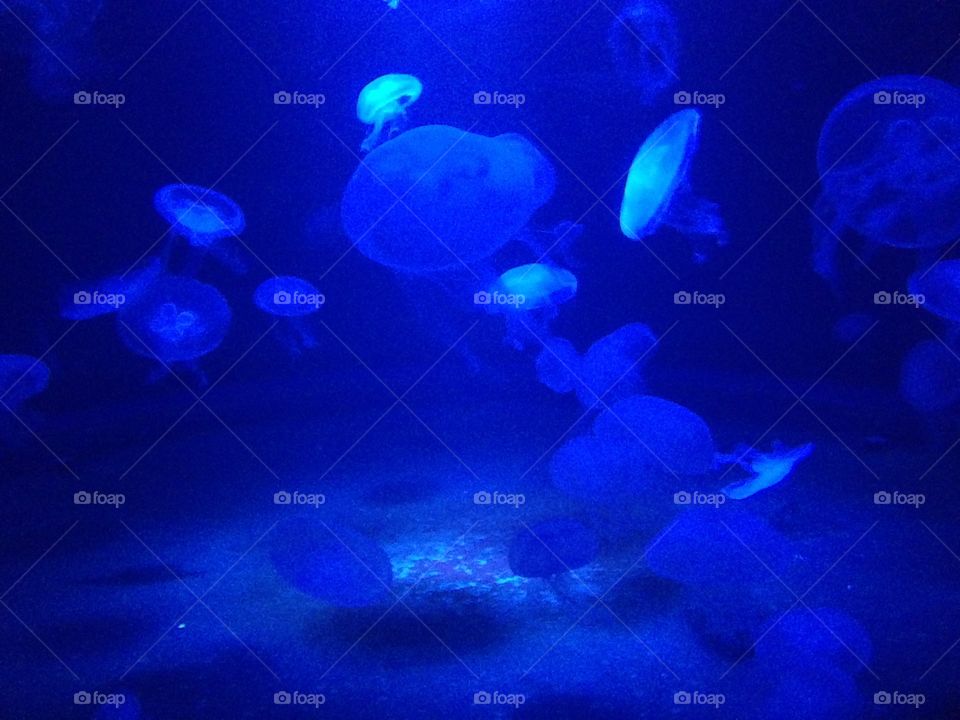 Quallen Meer Ozean Tiefsee Aquarium Jellyfish