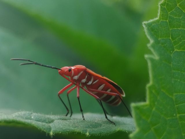 Red bug