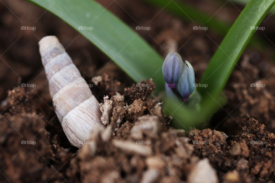 Flower growing