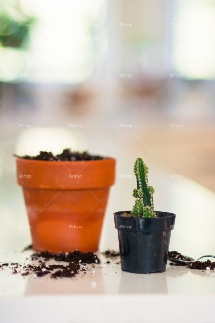 Fairy Tale Castle Cactus Being Repotted in Terracotta Pot