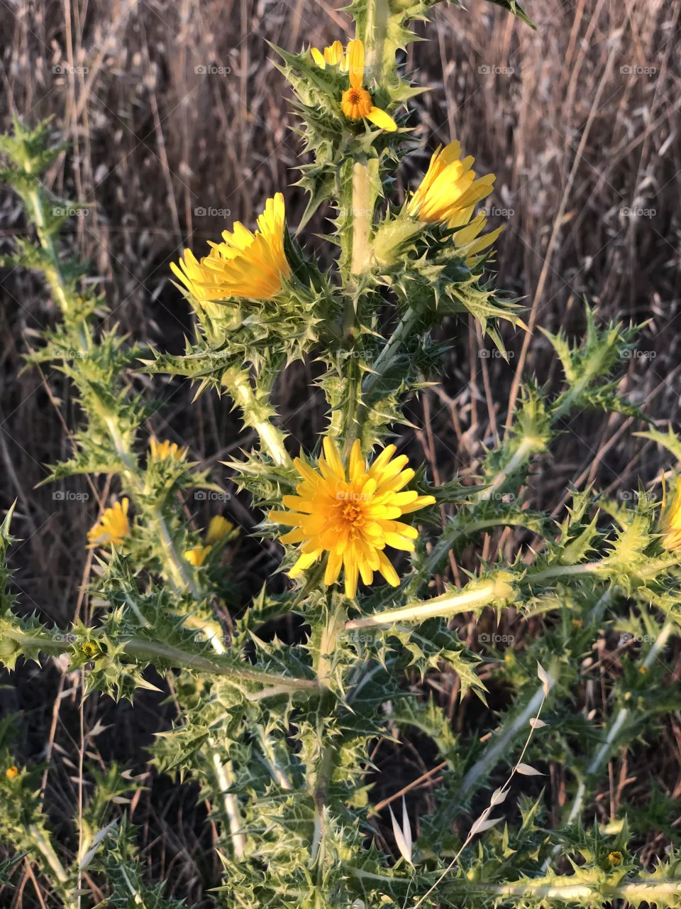Flowers in summer