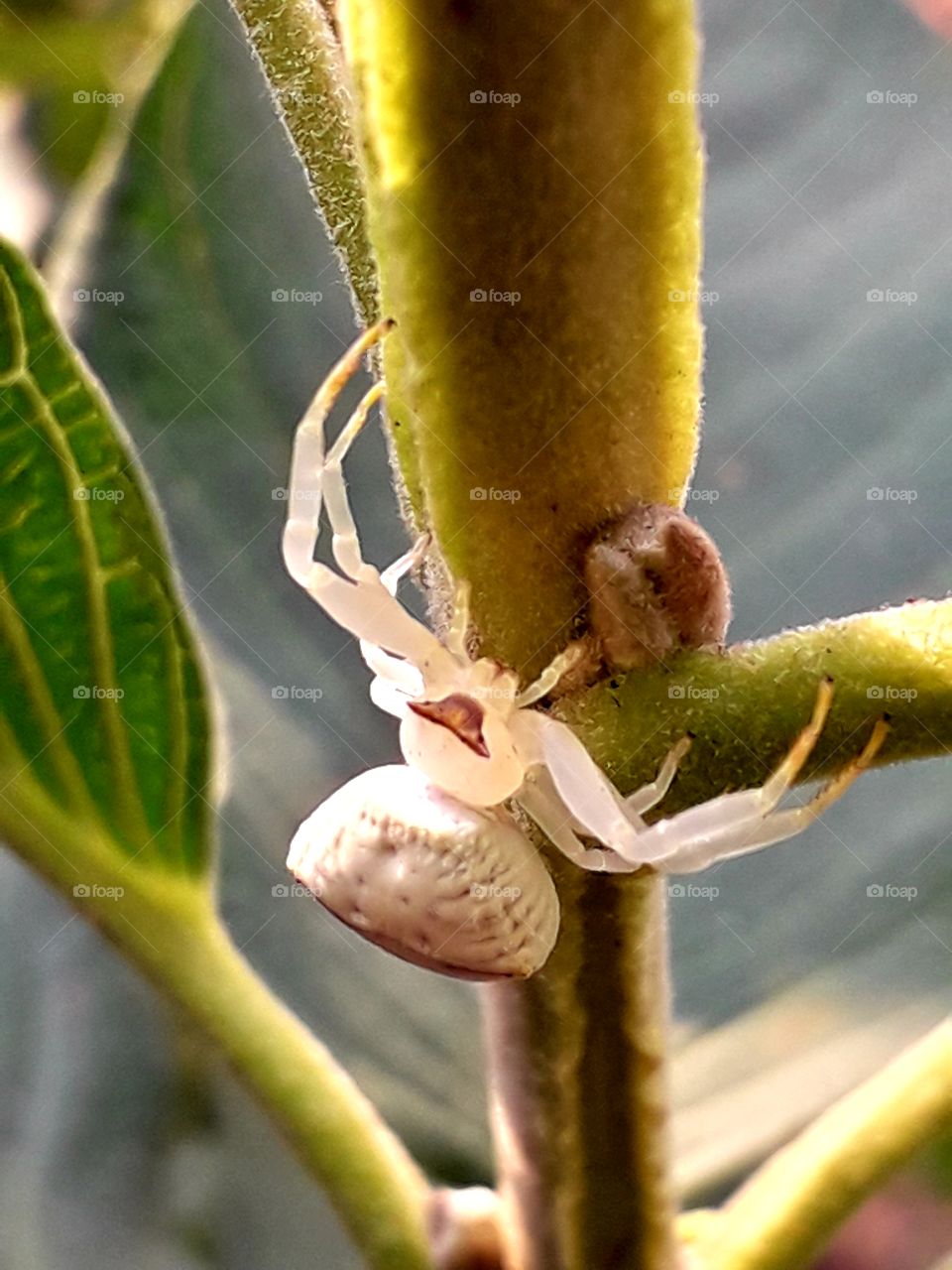 white spider