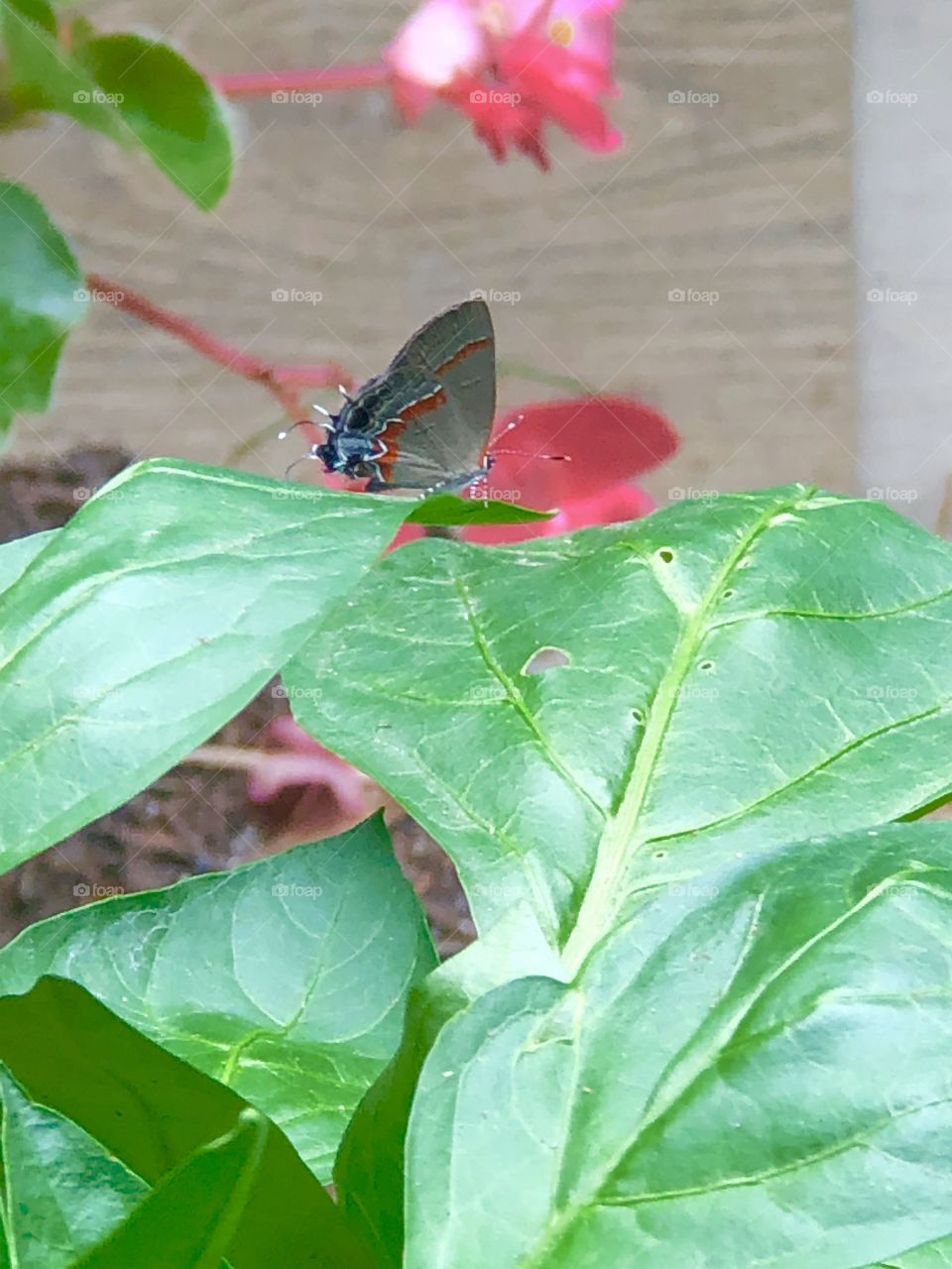 Butterfly and pink begonias 