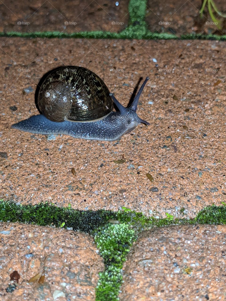 Snail right after a rain storm