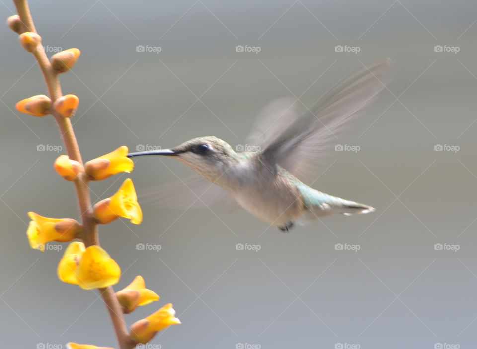 Hummingbird enjoying nectar