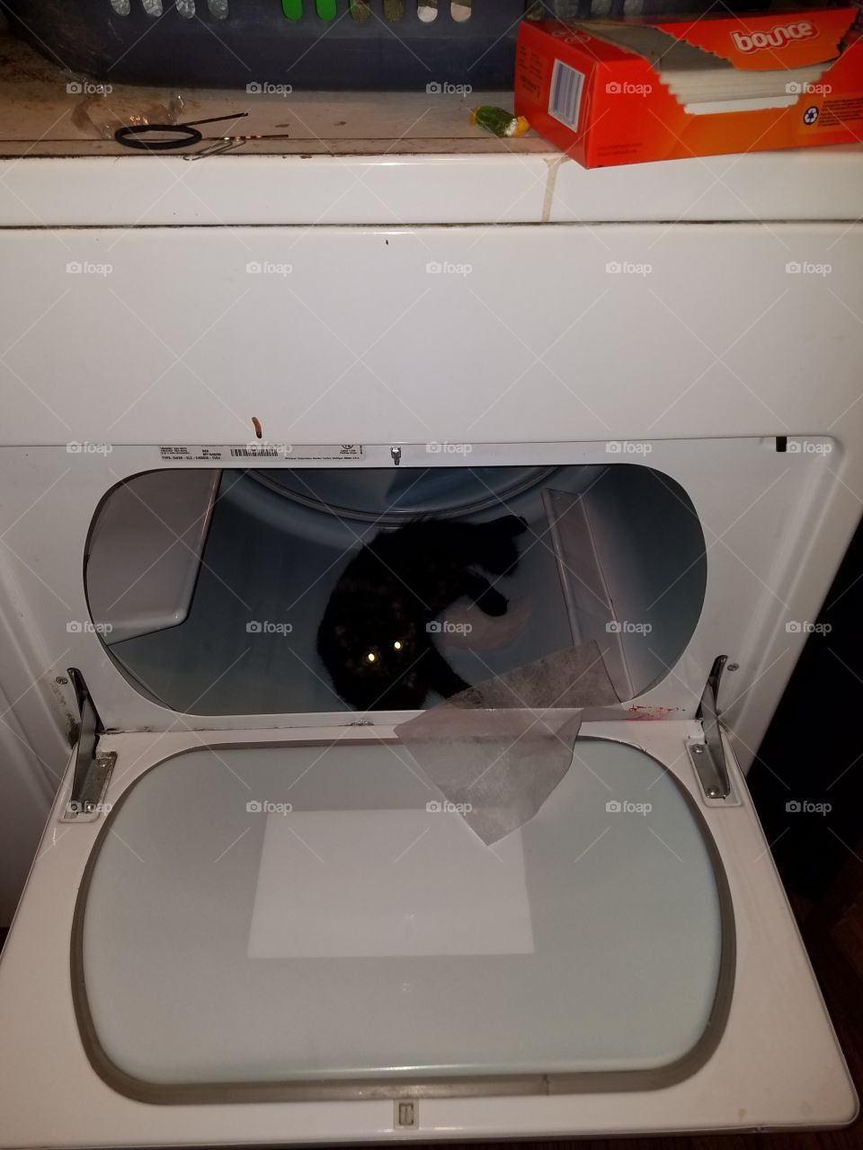 Kitty relaxing in the dryer, cat, fur, looking, dryer, dryer sheet, cute, mischievous