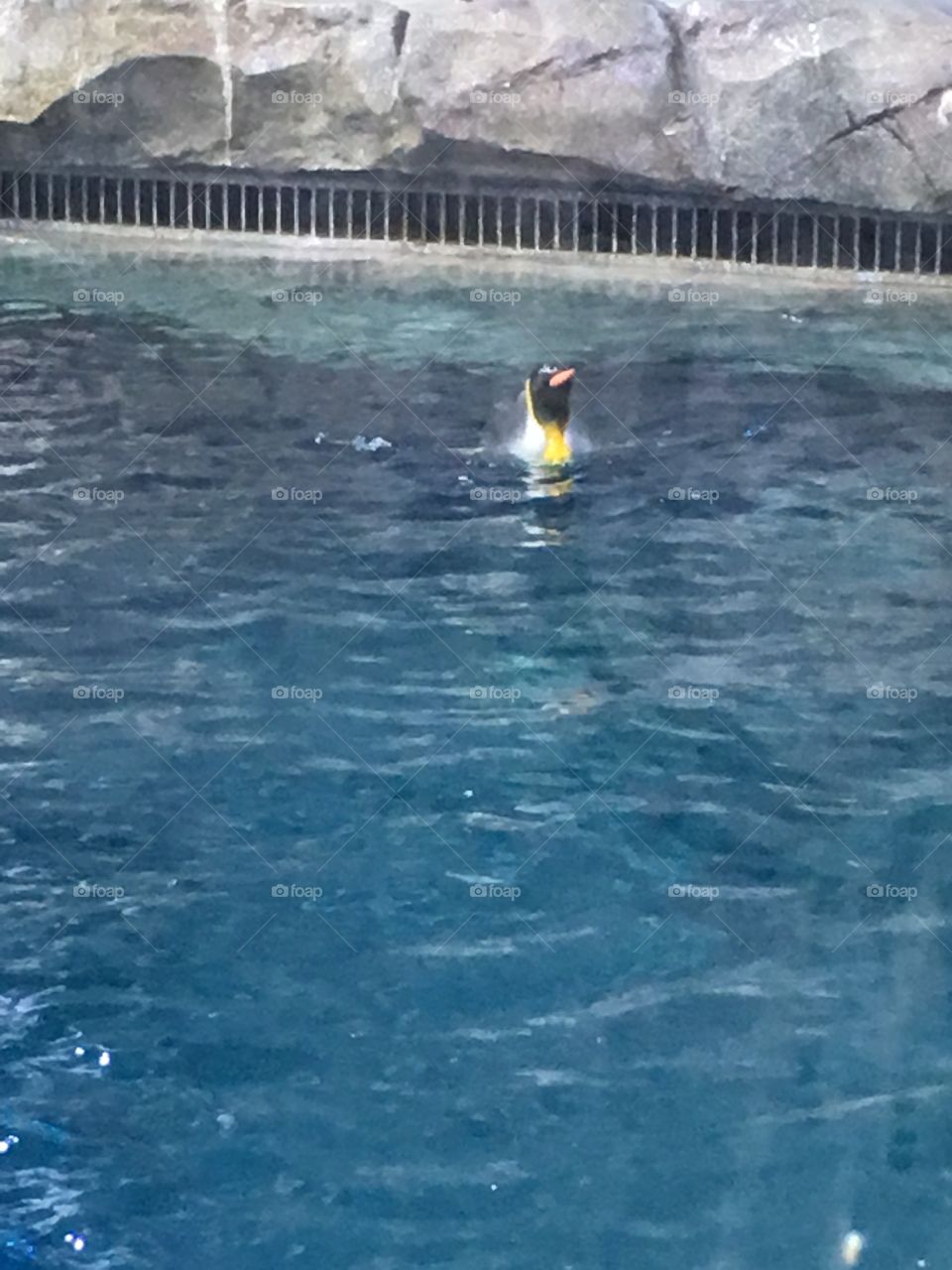 Penguin in the water 
