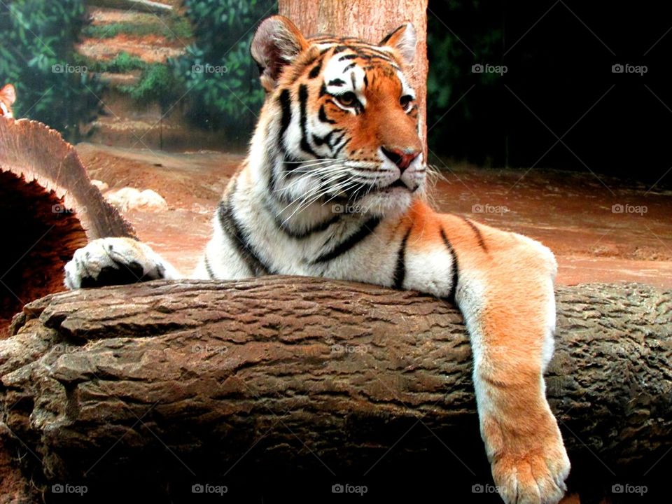 Tiger On Tree