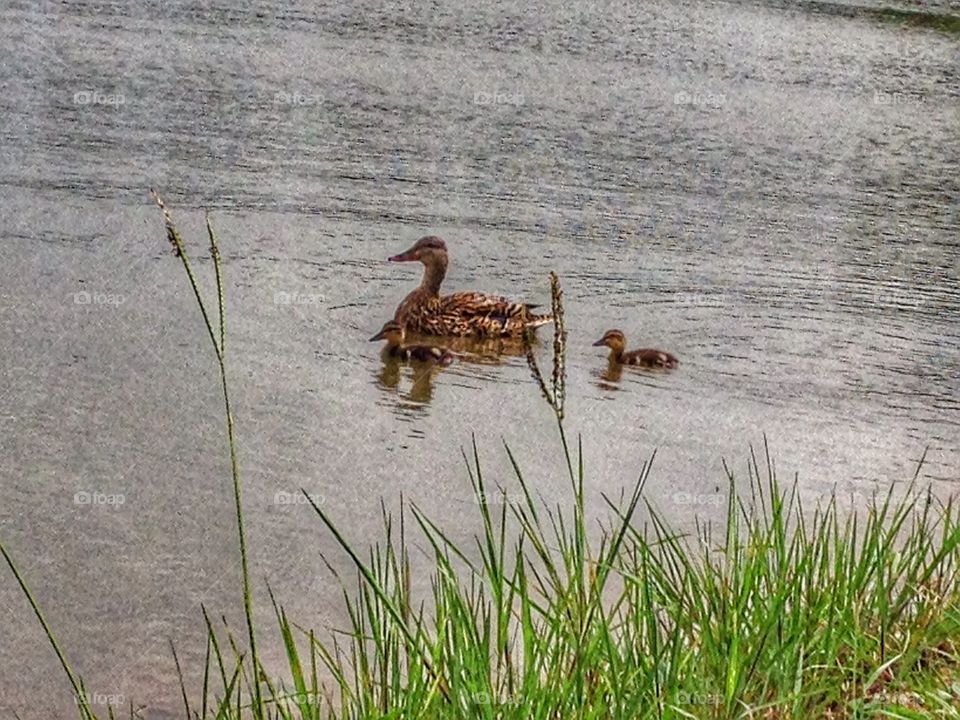 Wait for me, mama. Baby ducks swimming in a lake with their mama