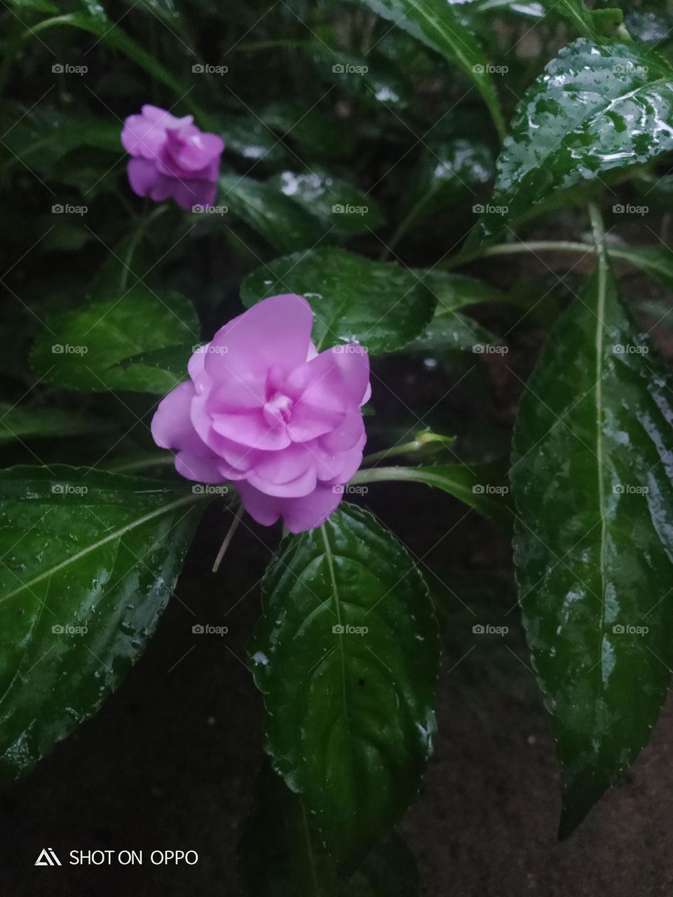 beautiful small flower in tree  naturel