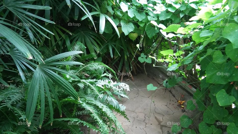 Tropical rainforest plants botanical pathway