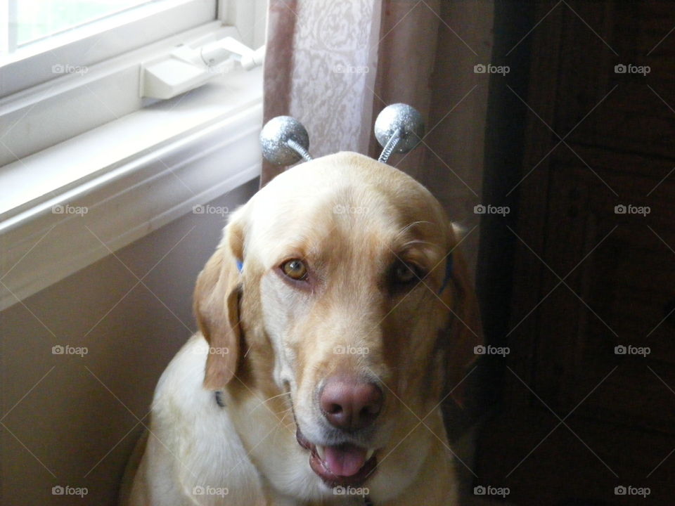 She is more than happy to be posing for this photo wearing a headband with balls on springs.