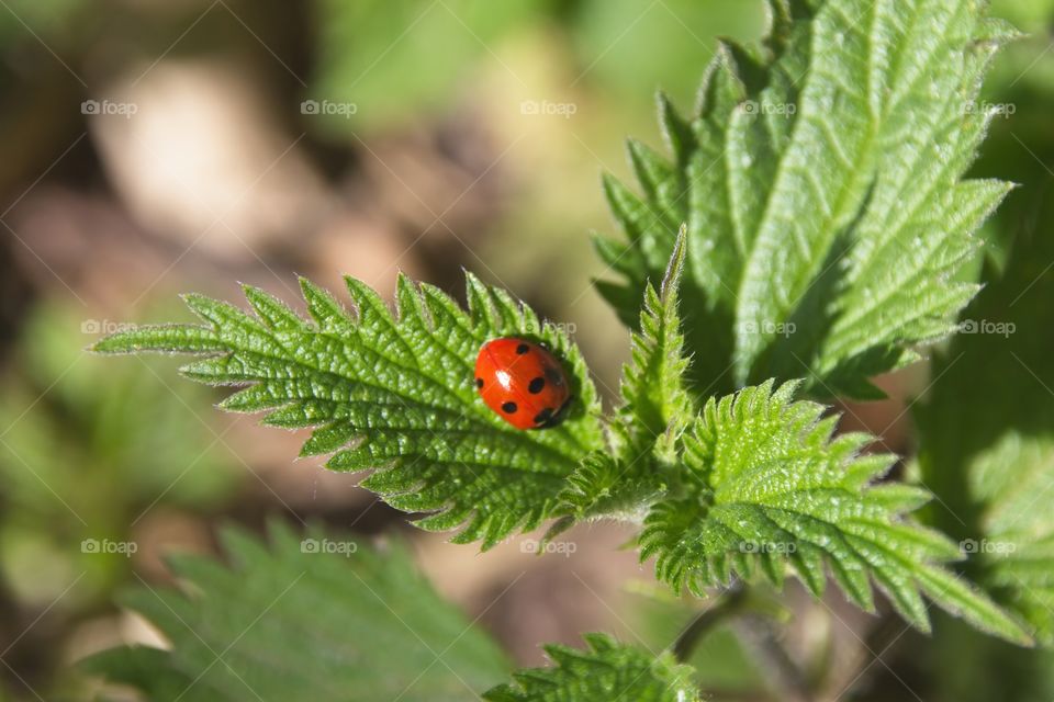 ladybug on a leaf