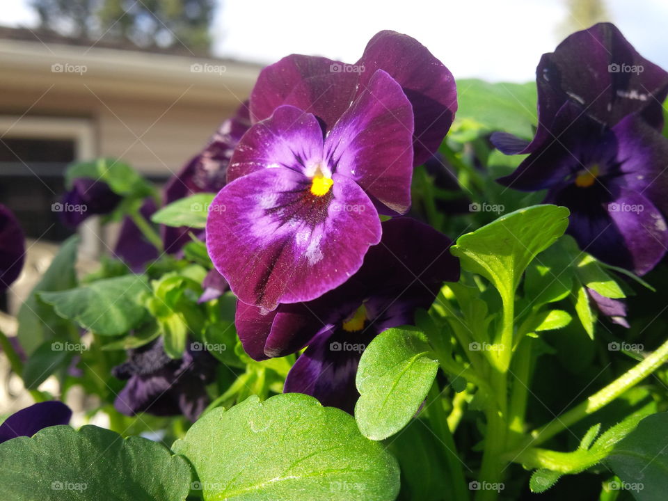 Pansy