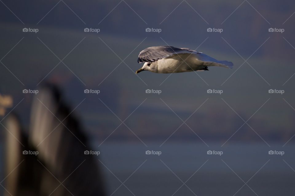 Seagull flying in mid-air