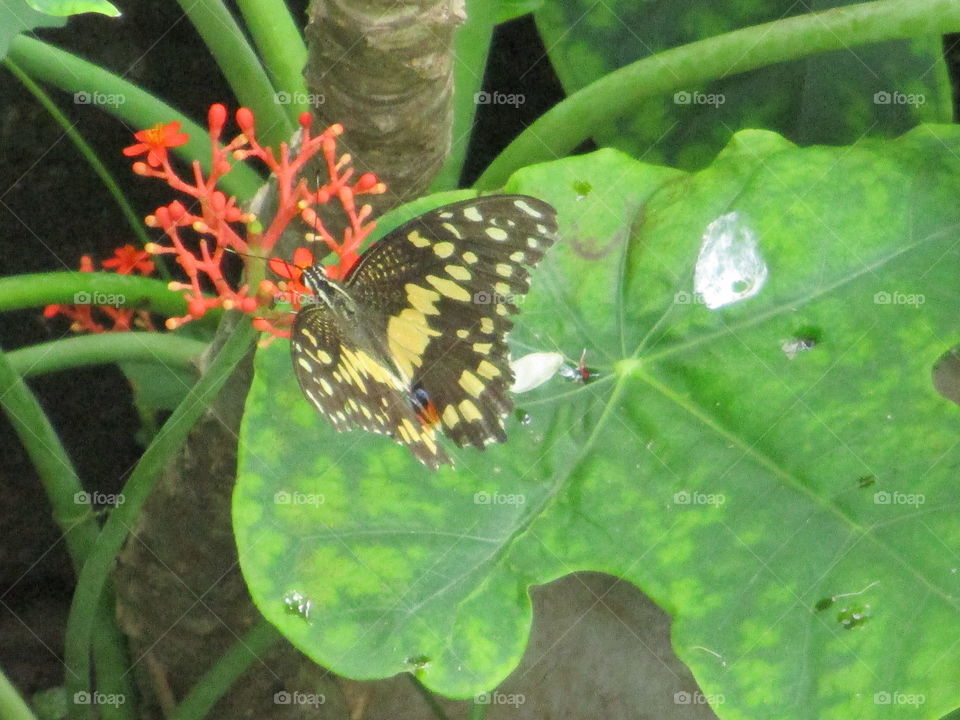 butterfly neon flower