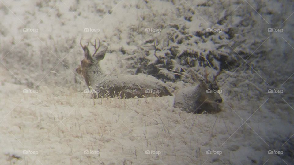 Deer in the snow