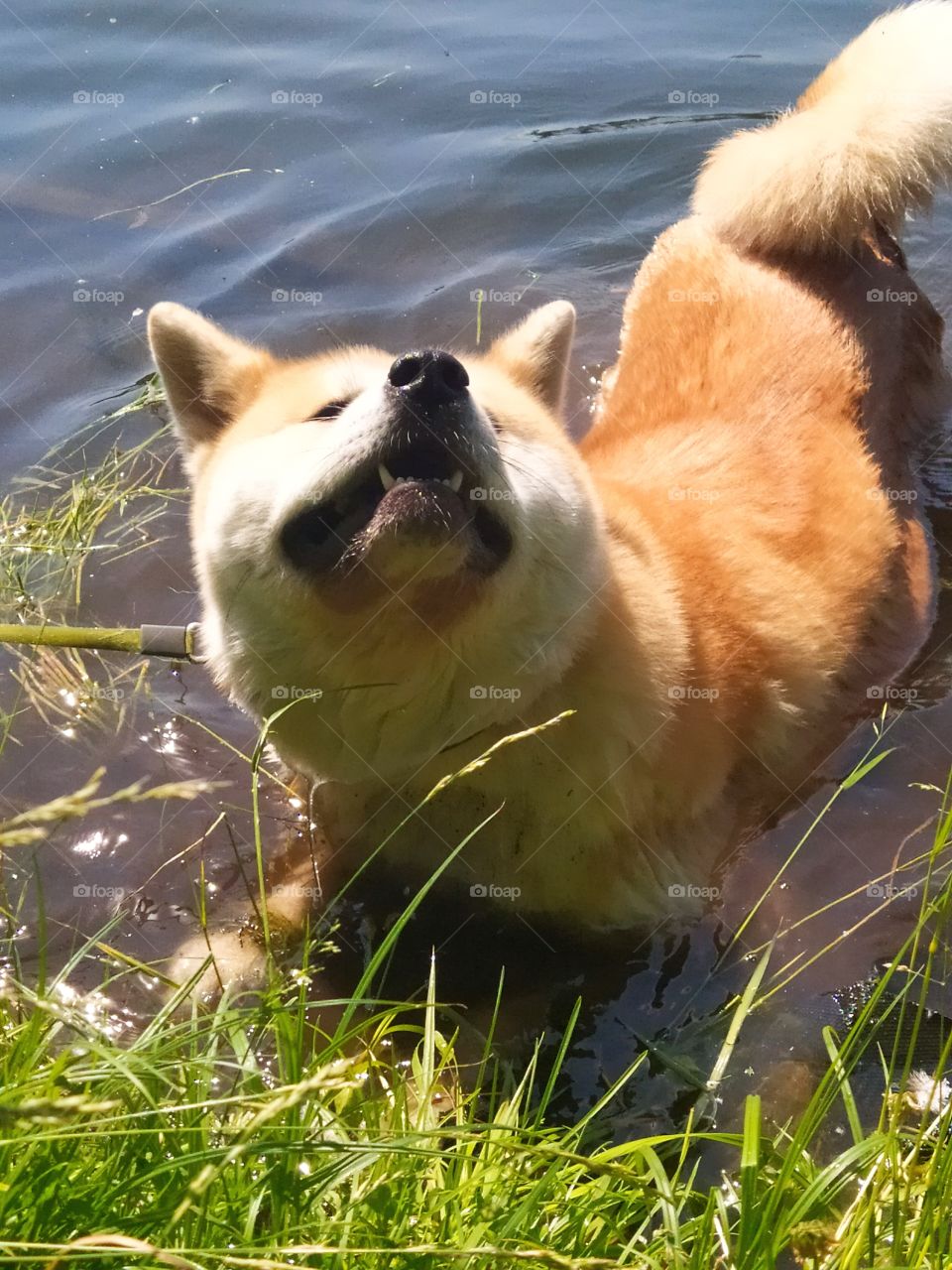 Summer.  Heat.  Akita dog splashing in the water