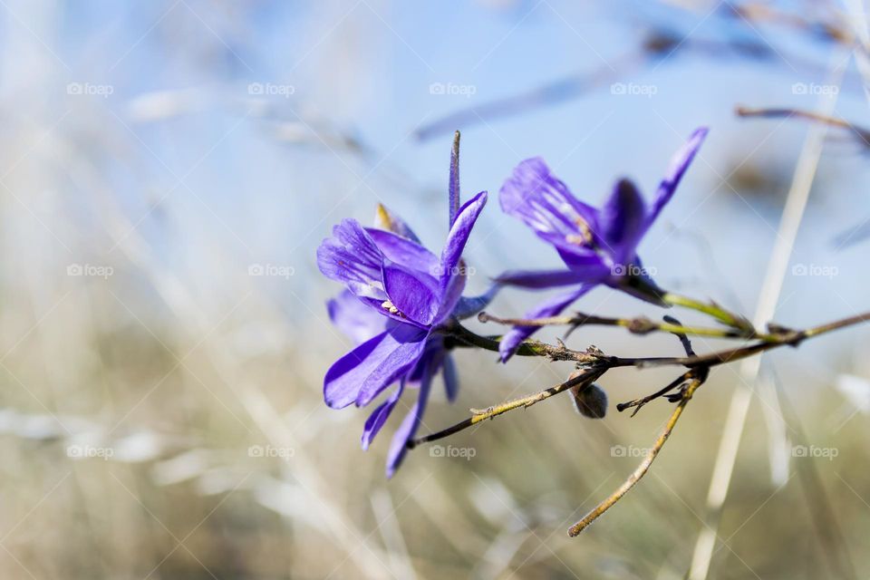 Delphinium nanum is a species of perennial herbaceous plant from the genus Delphinium of the Ranunculaceae family.