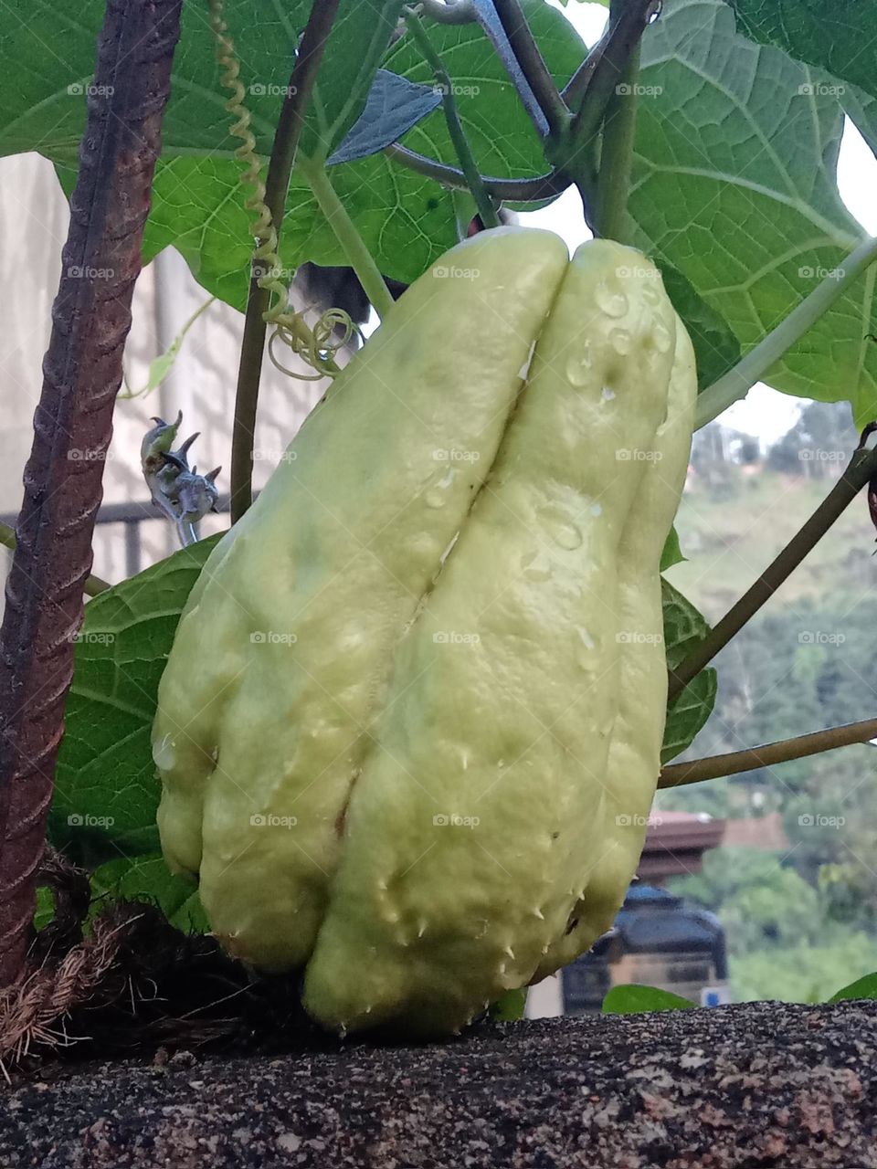 chow is a vegetable.