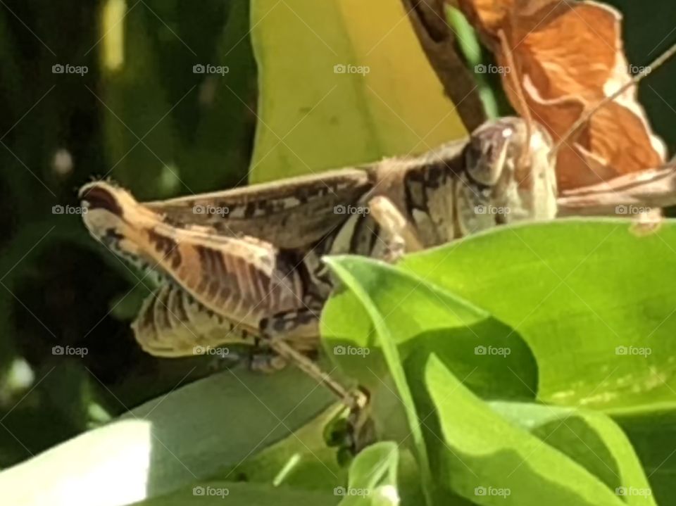 Grasshopper trying to hide