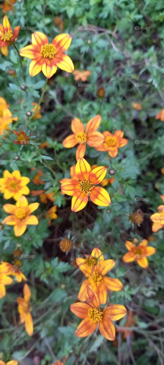 Flores amarillas y naranjas