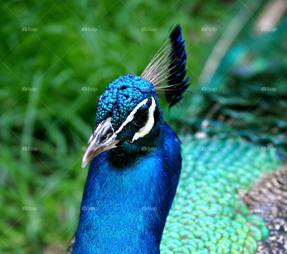 Peacock