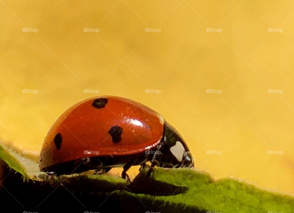 Ladybug 