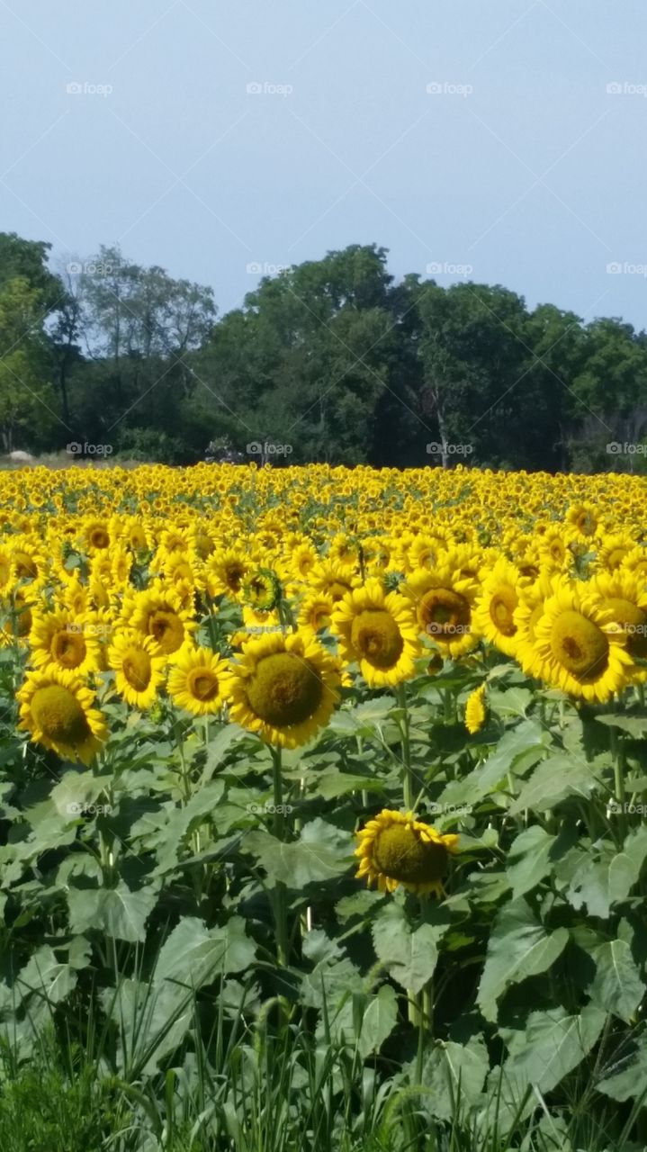 sunflower field