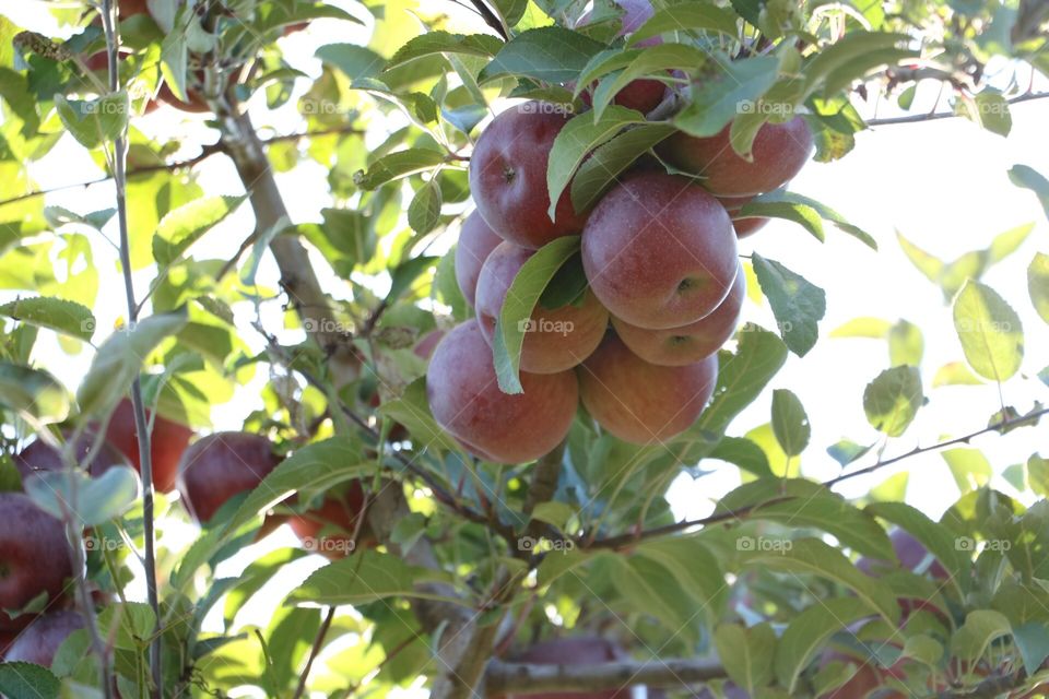 Apple bunch. Up an apple tree in the orchard