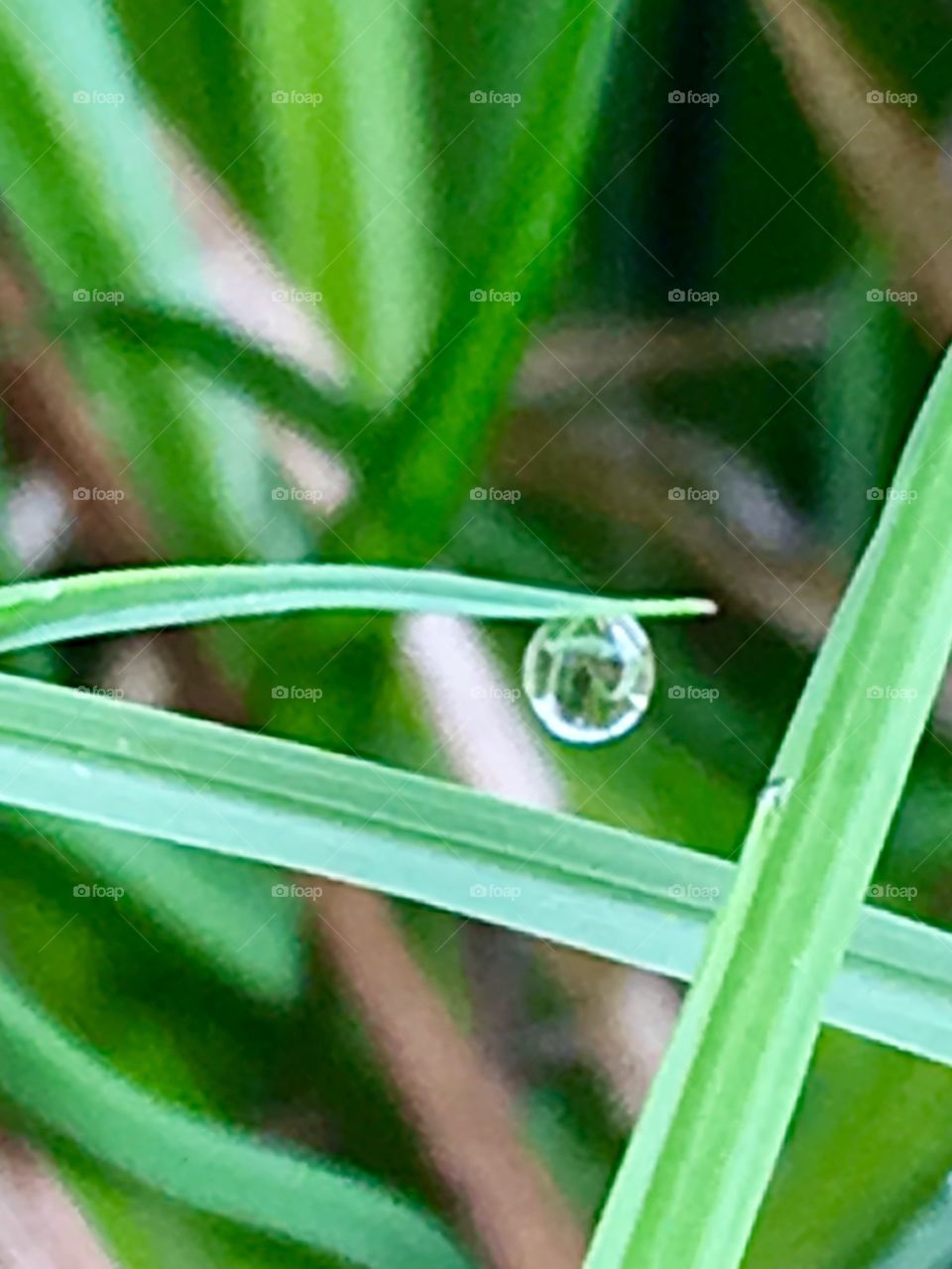 A single drop holding on to the evening 