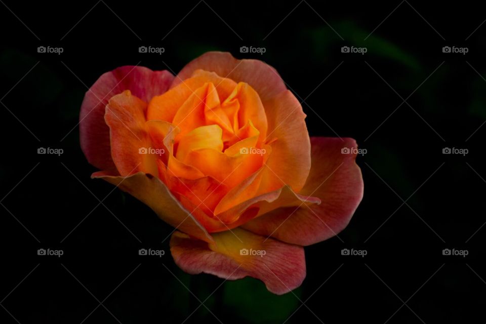 Orange , roses , flowers 