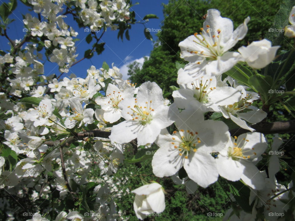 Apple blossoms 