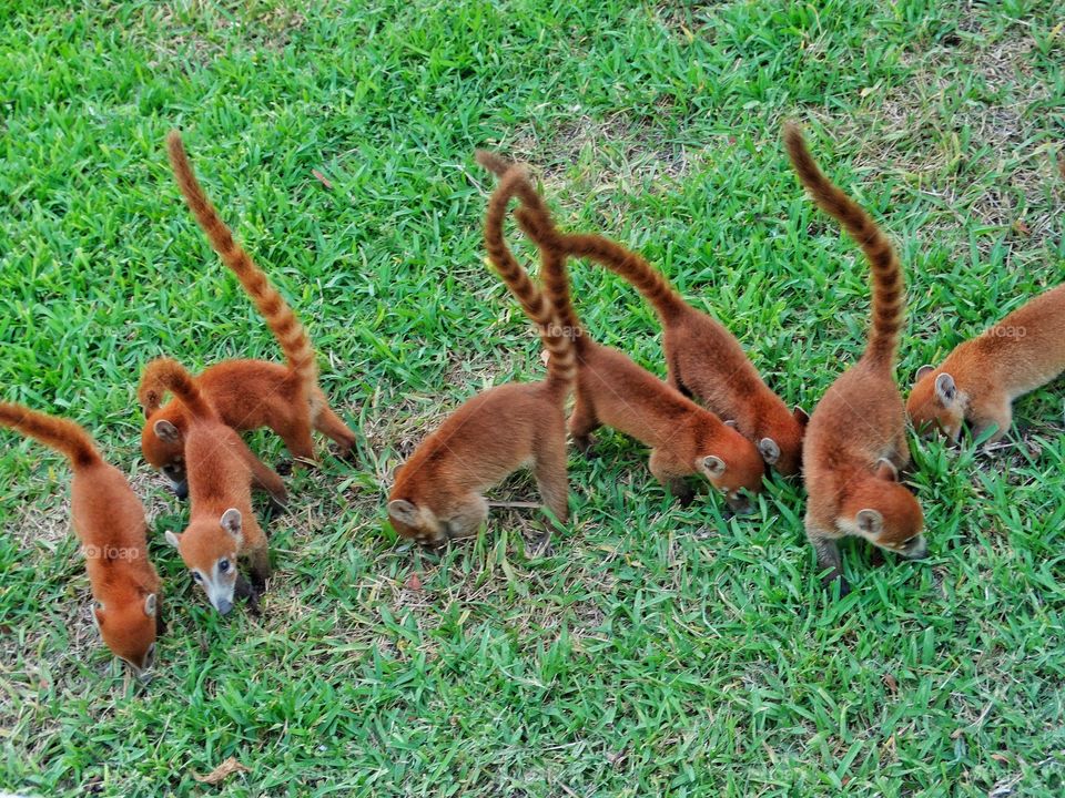 Baby Coati In The Yucatan
