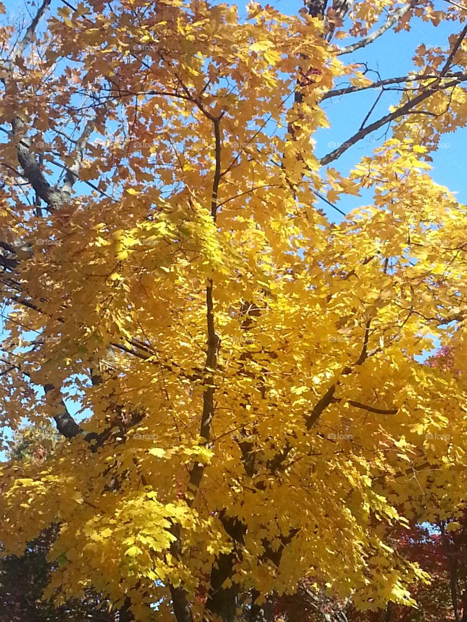 Fall, Leaf, Tree, Season, Gold